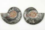 Cut/Polished Ammonite (Phylloceras?) Pair - Unusual Black Color #166015-1